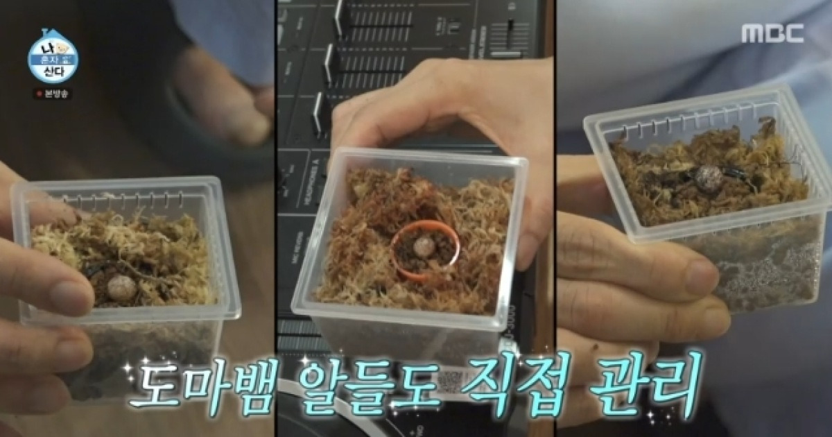 코드쿤스트, 도마뱀 또 산란시켰다‥더 커진 비바리움 공개(나혼산)[결정적장면]