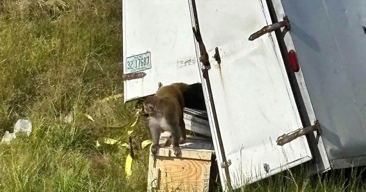「ウイルスのリスク」：米国の研究所に搬送中に「猿の山が逃げ出す」