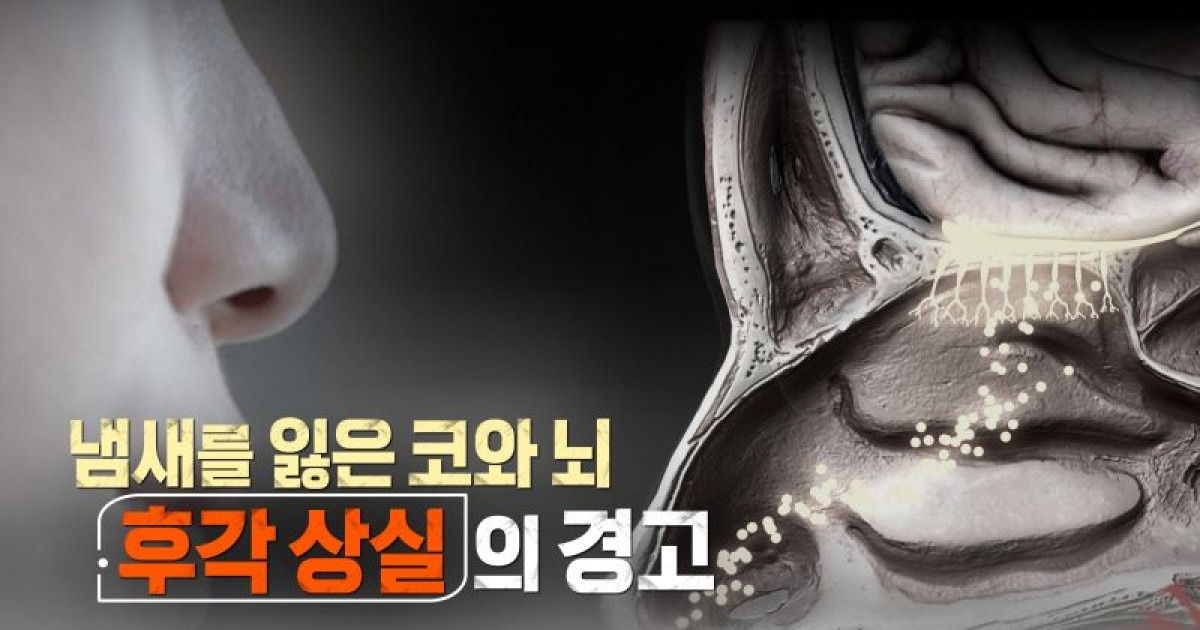 후각 장애, ‘뇌질환’의 조기신호? 냄새를 잃은 코와 뇌