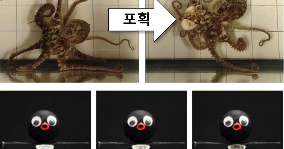 KIST 연구팀, 문어 위장·움직임 구현하는 소프트 로봇 개발
