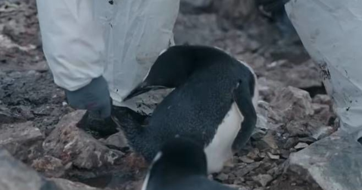 '남극의 셰프', 펭귄 학대 의혹 "출연진 NO"