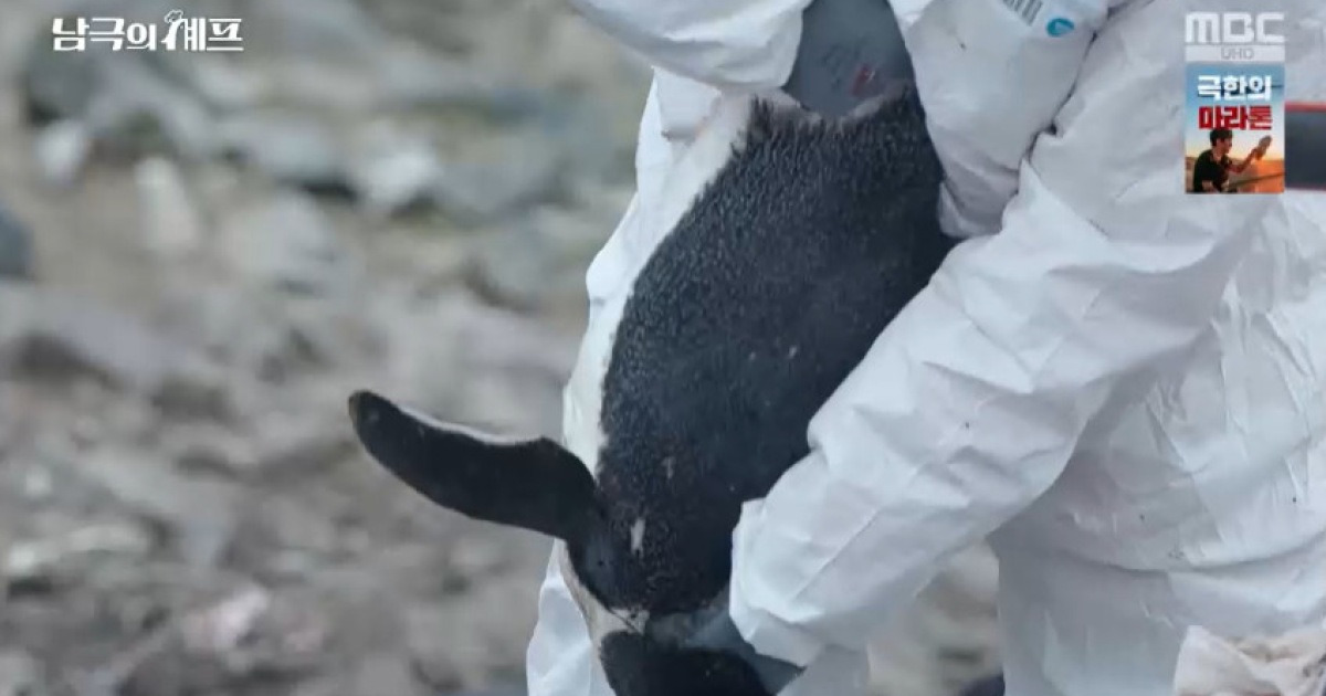 펭귄 꼬리 잡은 손, 백종원 임수향 아니었다‥학대 논란 장면 진실 (남극의 셰프)