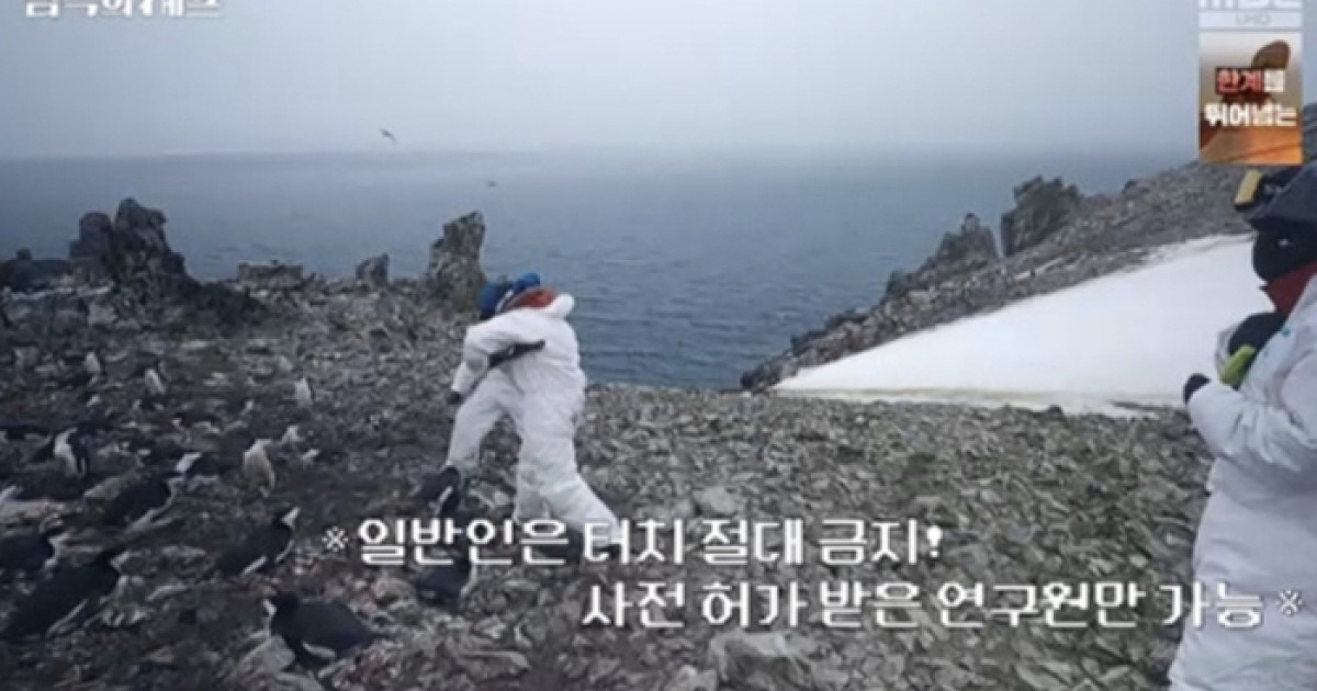 ‘남극의 셰프’ 펭귄 학대 오해 풀렸다…출연진 아닌 연구원