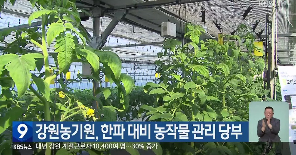 강원농기원, 한파 대비 농작물 관리 당부