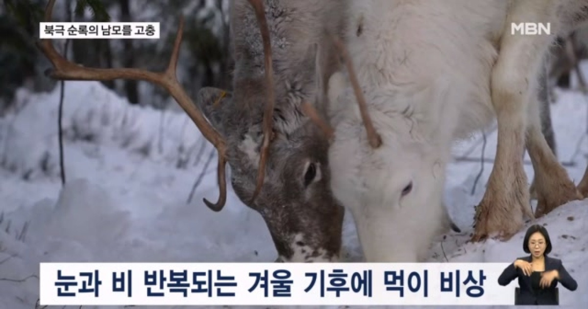 [굿모닝월드] 북극 순록의 남모를 고충