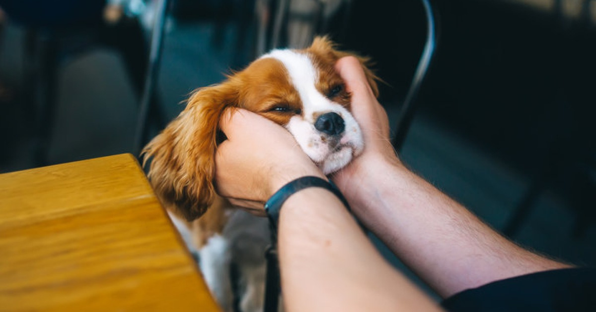 3月から「愛犬とコーヒーを飲む」許可…守るべきルールは？