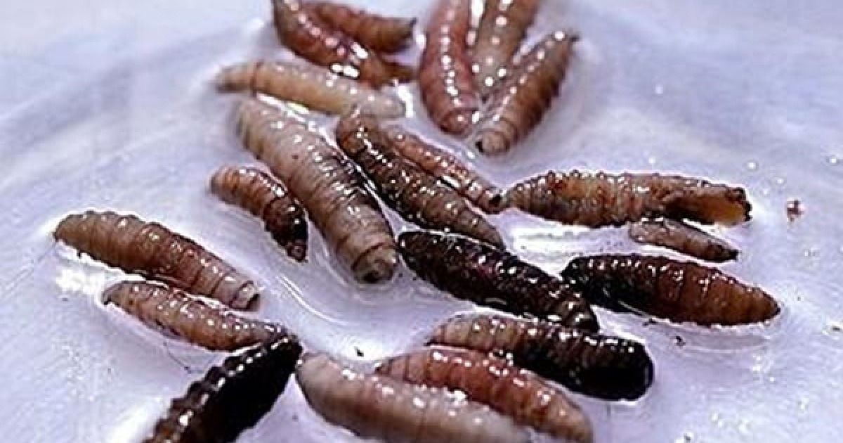 ‘살 파먹는 구더기’ 확산... 美 텍사스, 사전 재난선언