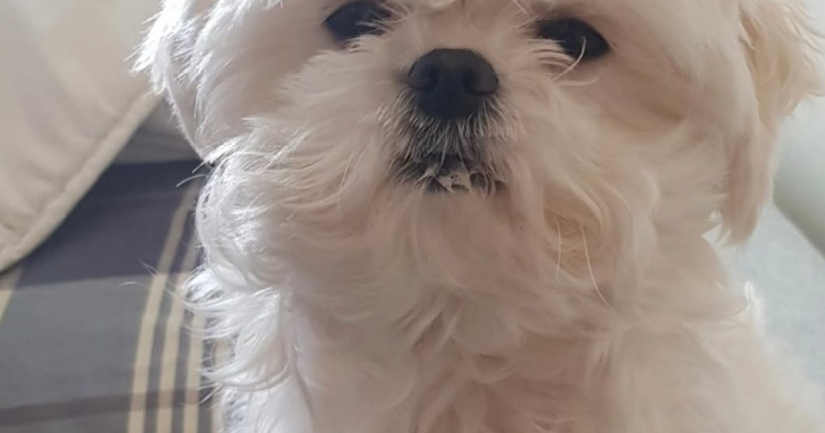 다음 뉴스에 노출된 꽃분이 관련 이미지