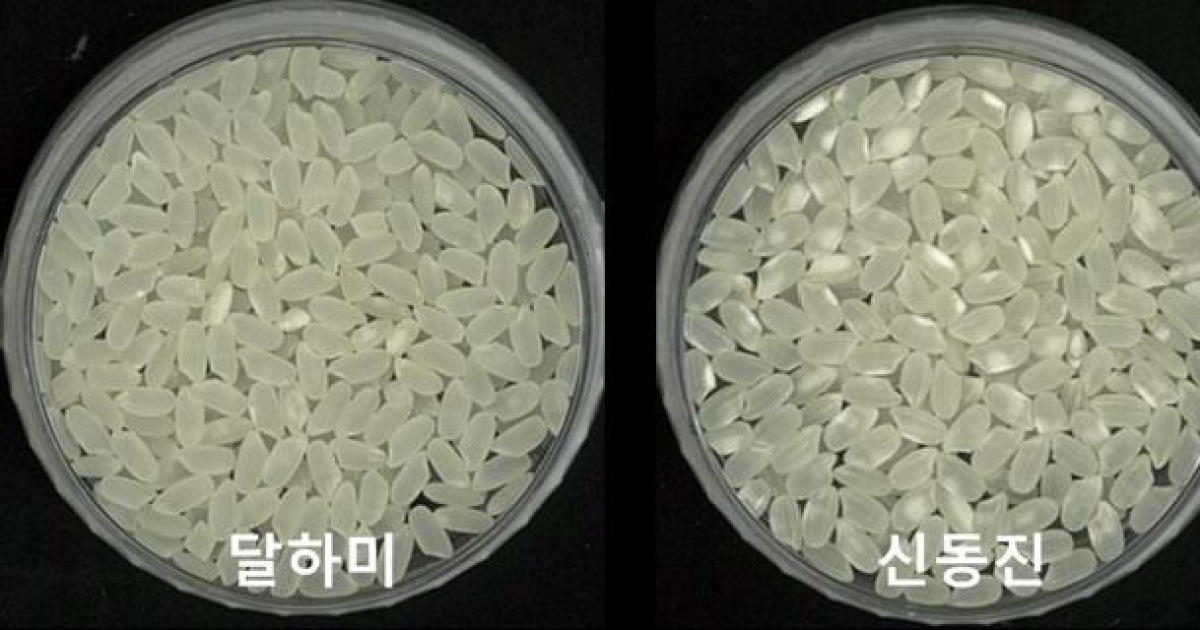 “쌀알 굵고 고온에 끄떡없다”…신품종 벼 ‘달하미’ 개발