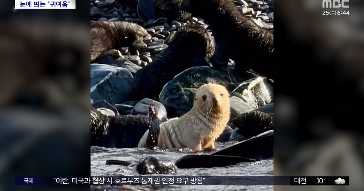 [와글와글] 혼자 '생크림'에 콕?‥ '새하얀 물개' 포착
