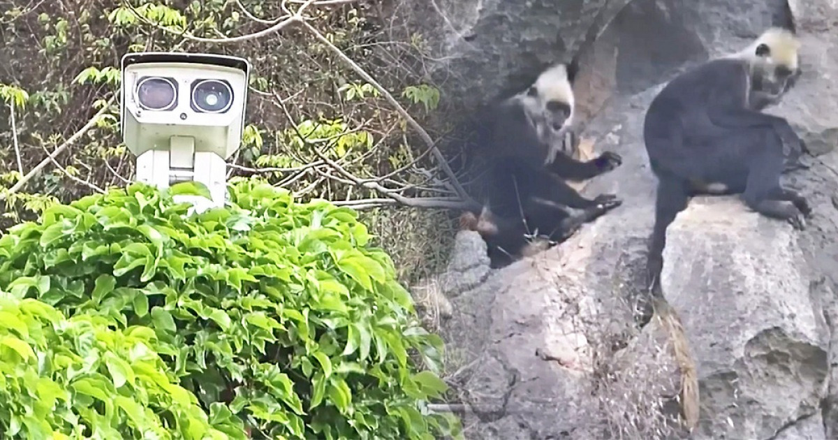 숲·습지·바다 누비는 'AI 보디가드'…멸종위기종 지킨다
