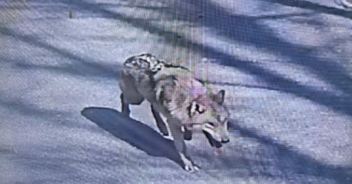 "늑대 봤다" 신고 쏟아졌지만…오인·AI 합성 '속출'