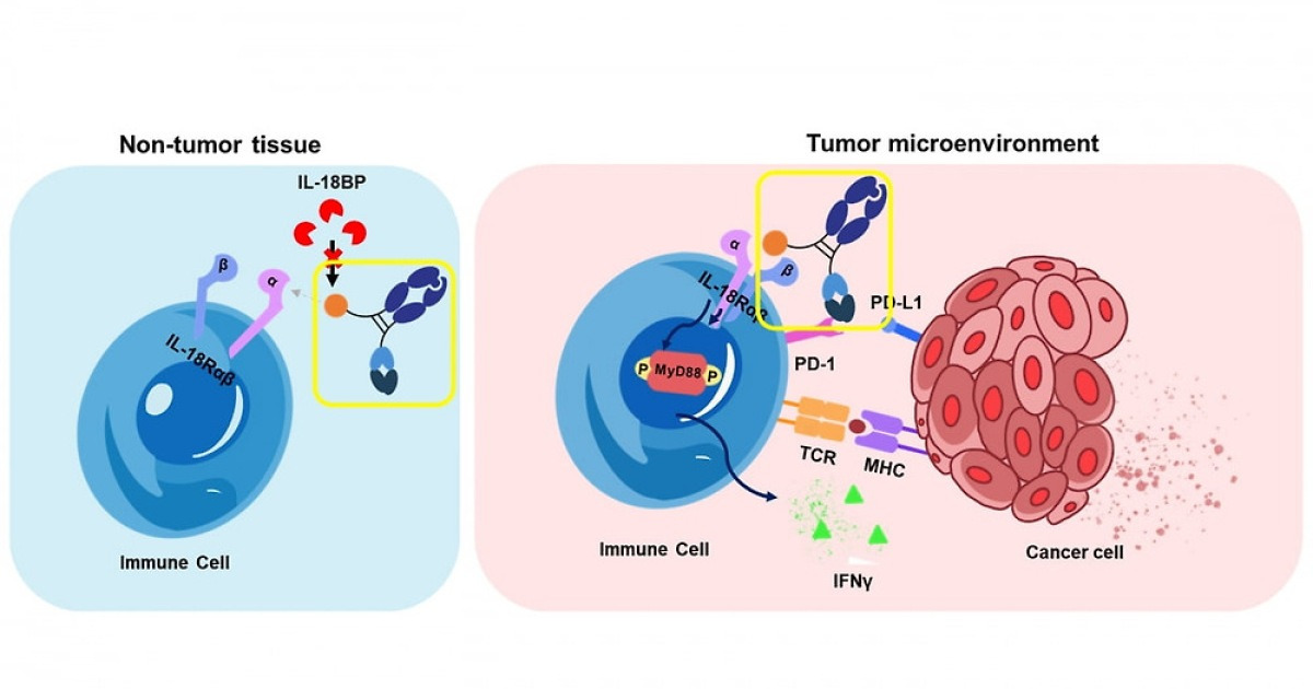 갤럭스, AACR 2026서 AI 설계 이중항체 면역항암제 전임상 결과 발표