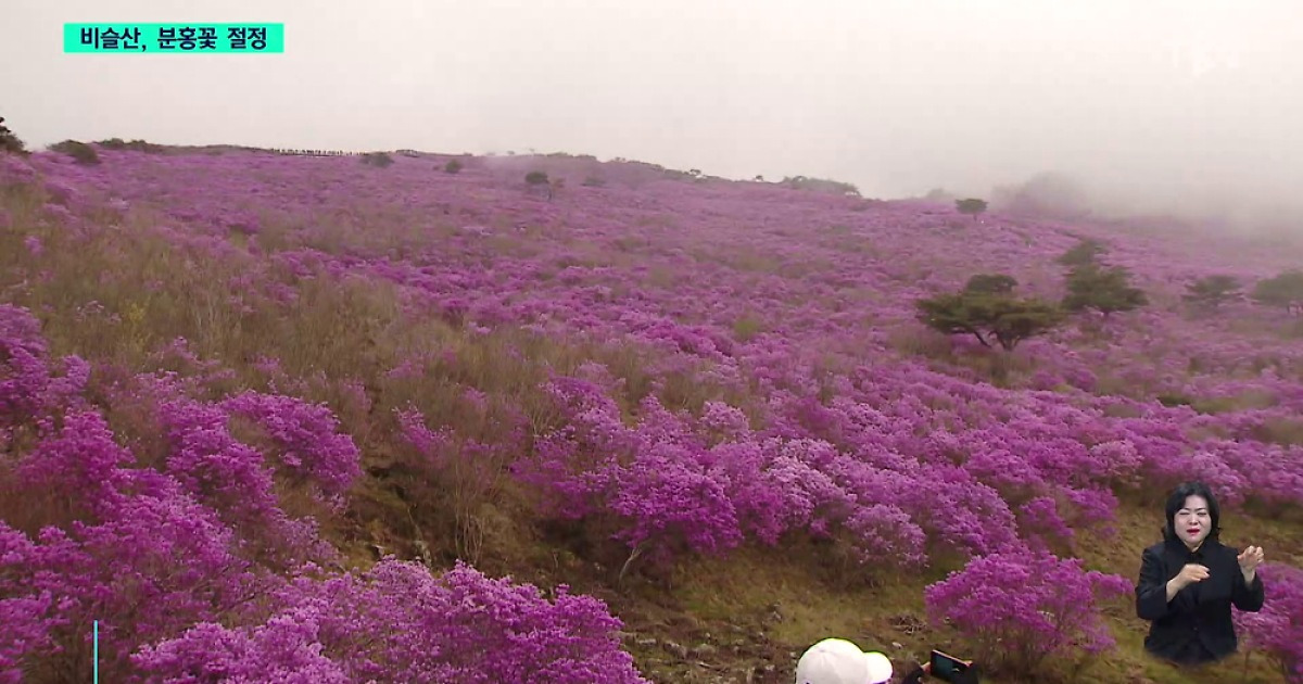 비슬산 참꽃문화제