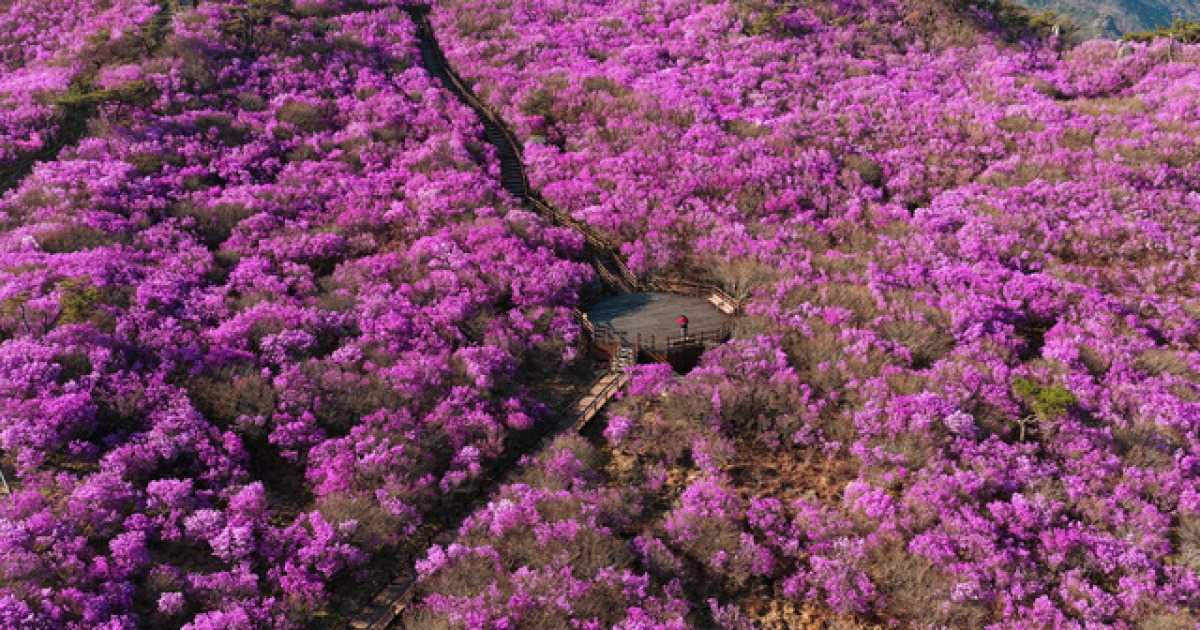 비슬산 참꽃 군락지