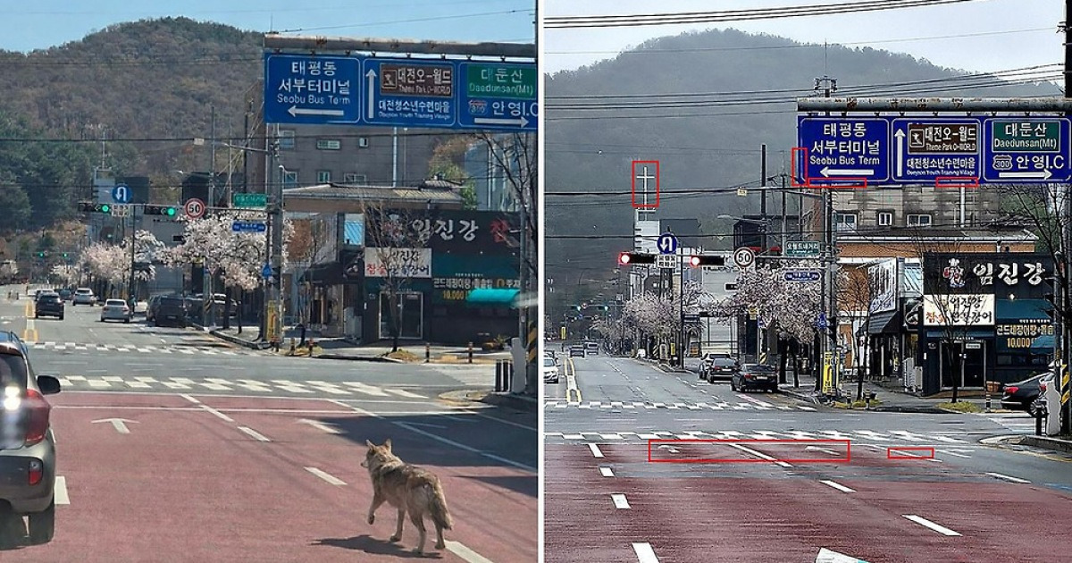 ”일이 그렇게 커질 줄 몰랐다”…늑구 AI사진 유포한 40대 검거