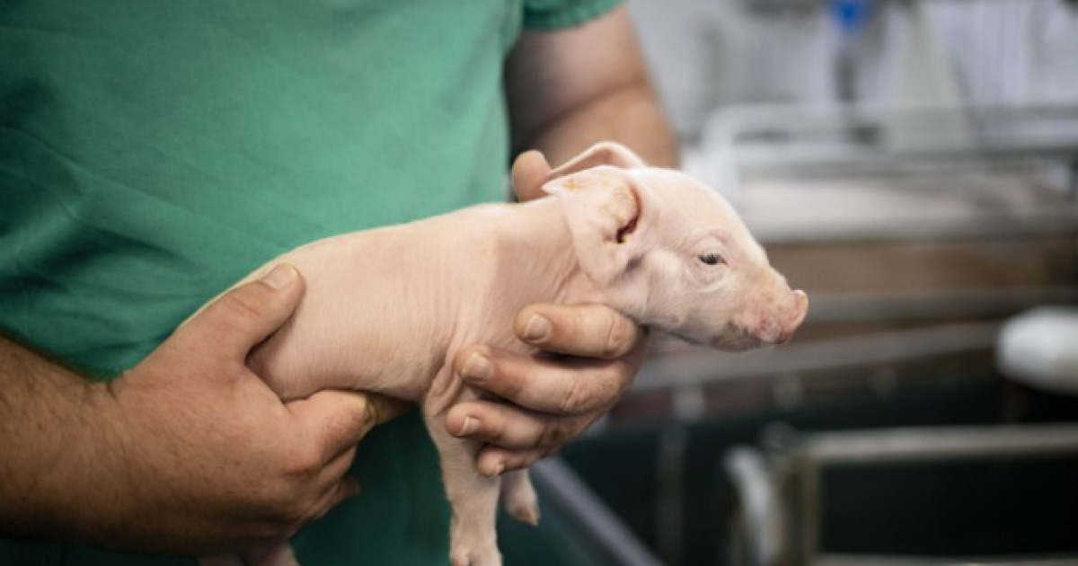 동물도 아픔 느낀다…동물실험, AI가 대체할 수 있을까