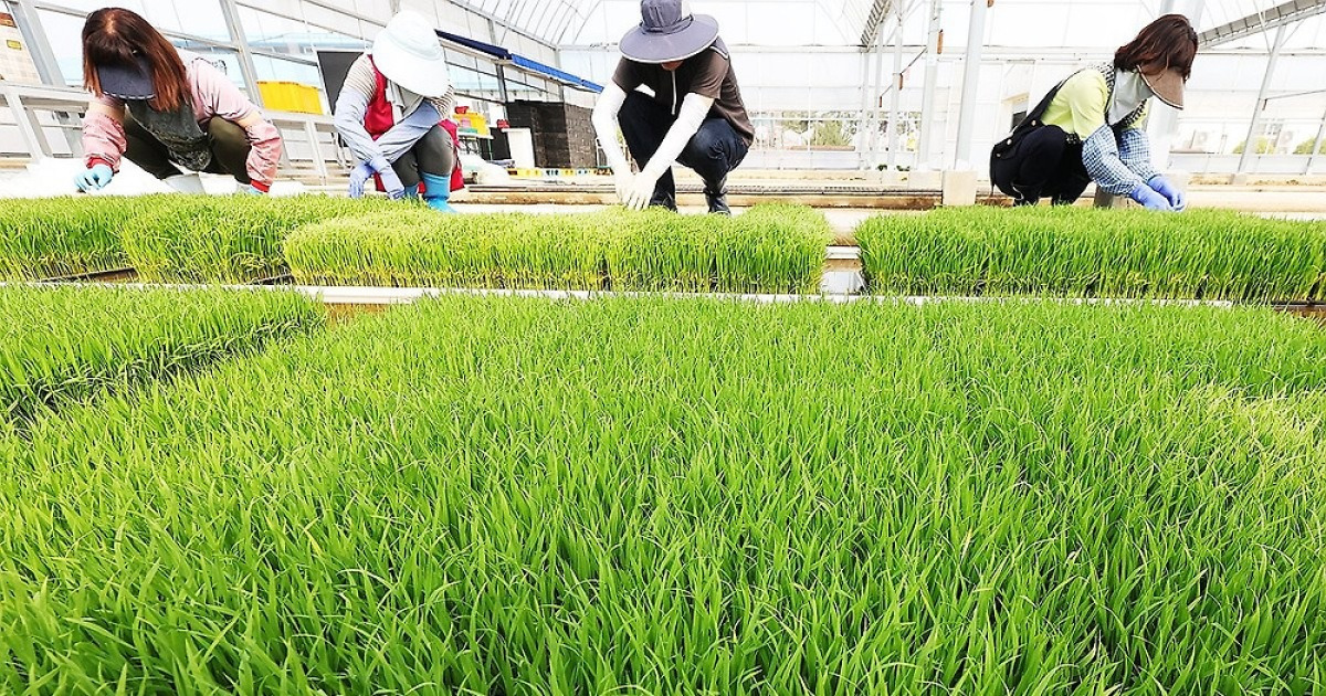 "입는 로봇이 농사, AI가 병해충 진단"…농진청, 'K농업' 대전환