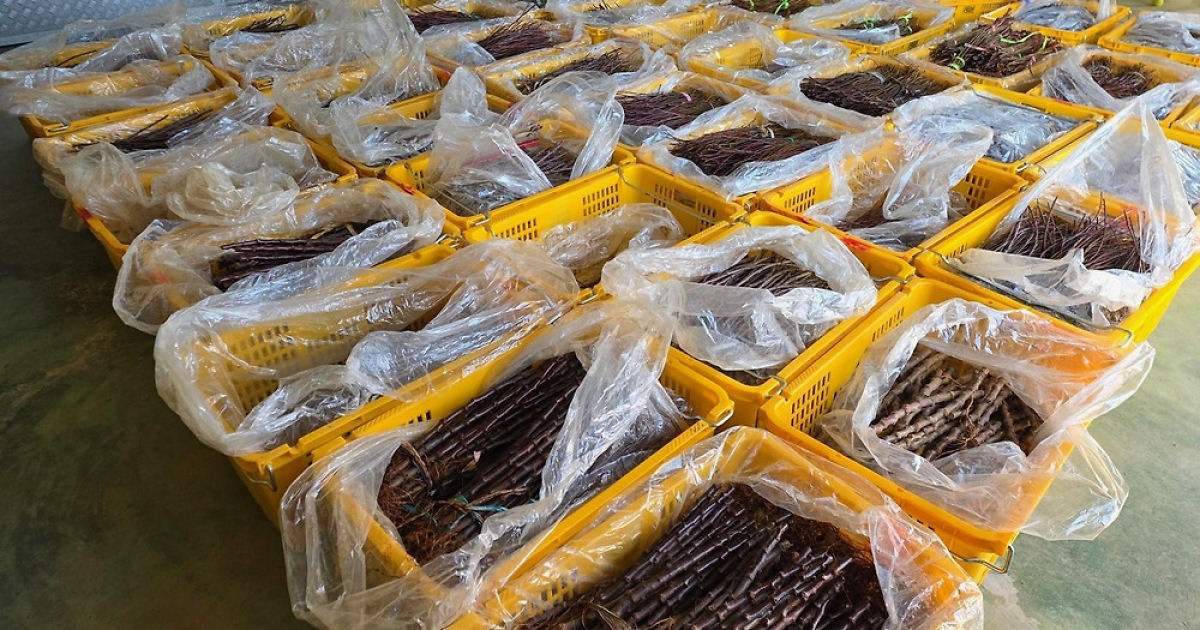 중국산 사과묘목 밀수 적발 관련 이미지