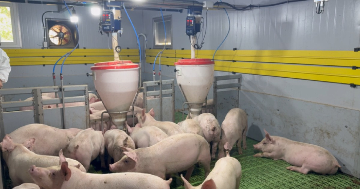 AI가 알아서 환기하고 사료 준다고?…제주에 뜬 ‘스마트 돼지농장’