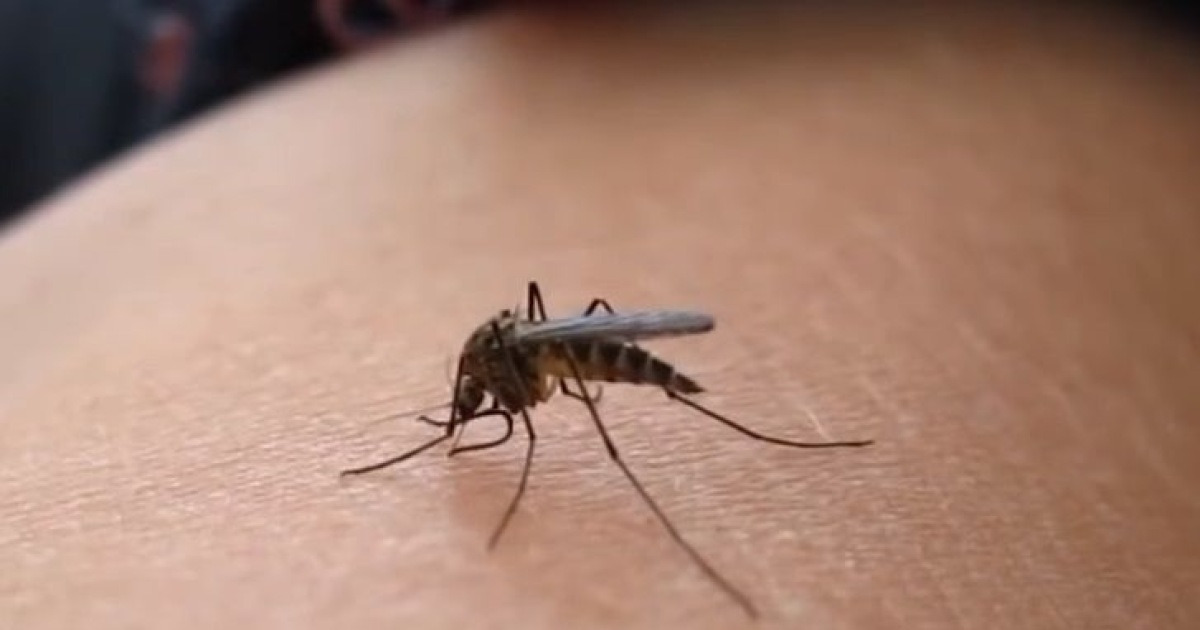 전국 7개 지역서 AI 기반 실시간 매개모기 감시망 운영
