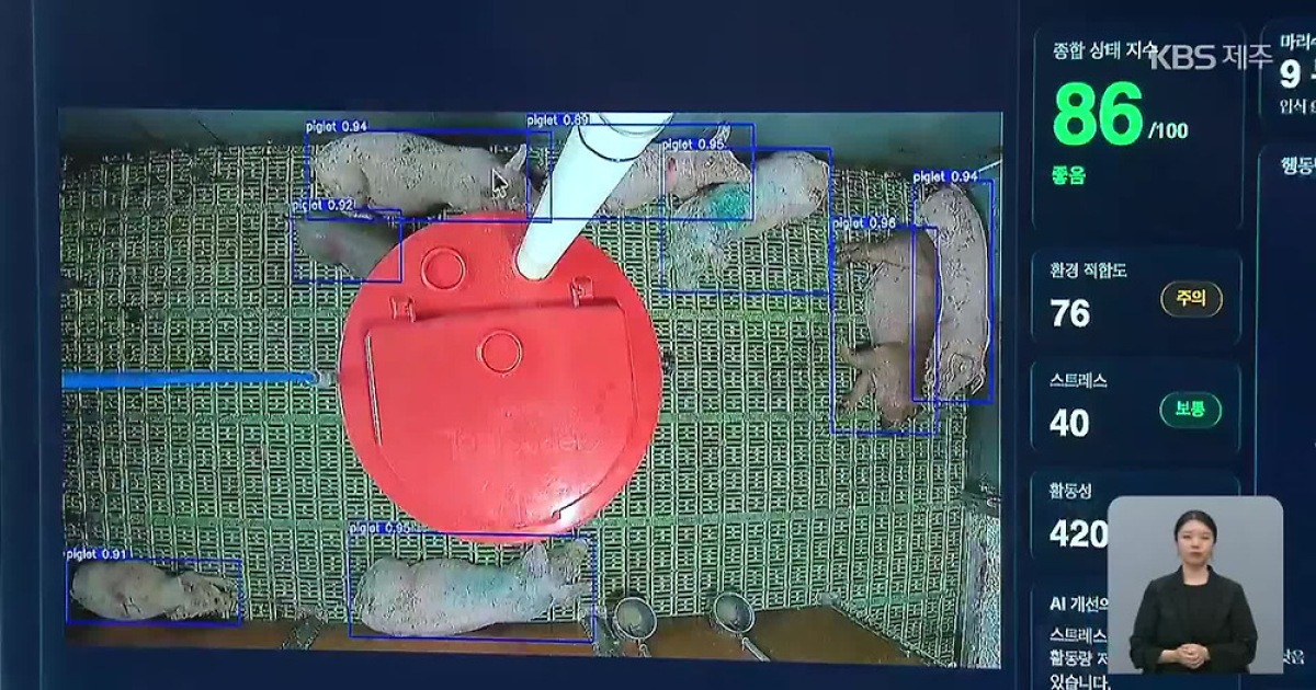 AI가 돼지 키운다…양돈 스마트팜 제주서 시작