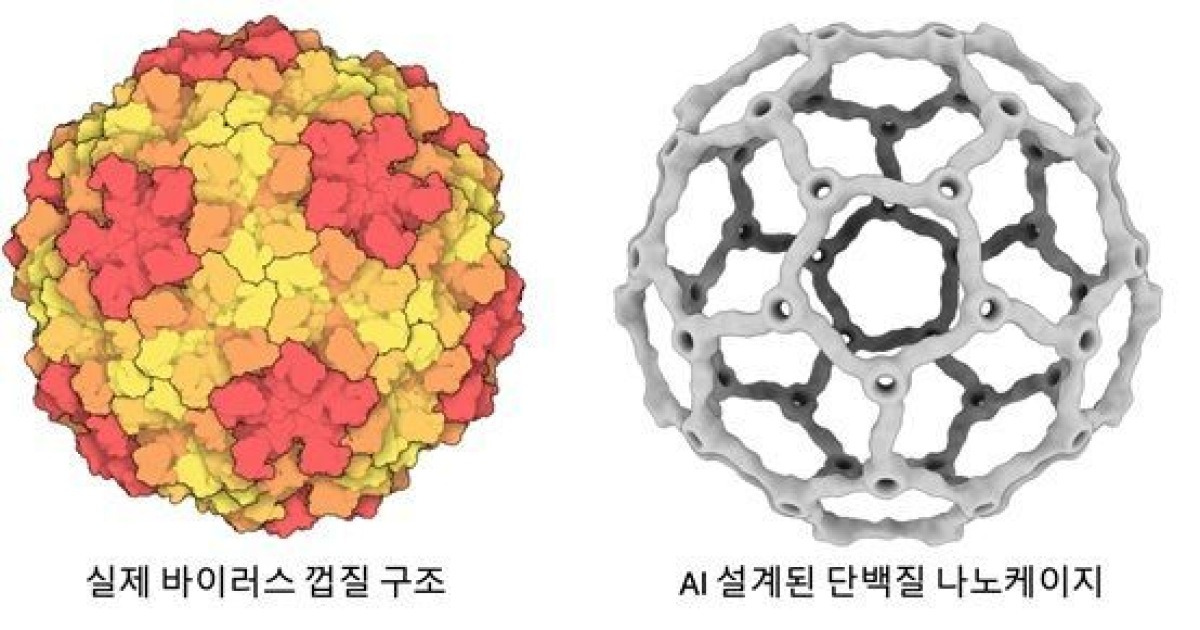 AI가 바이러스 조립 원리 풀었다…백신 실어 나를 '단백질 나노케이지' 개발[과학을읽다]