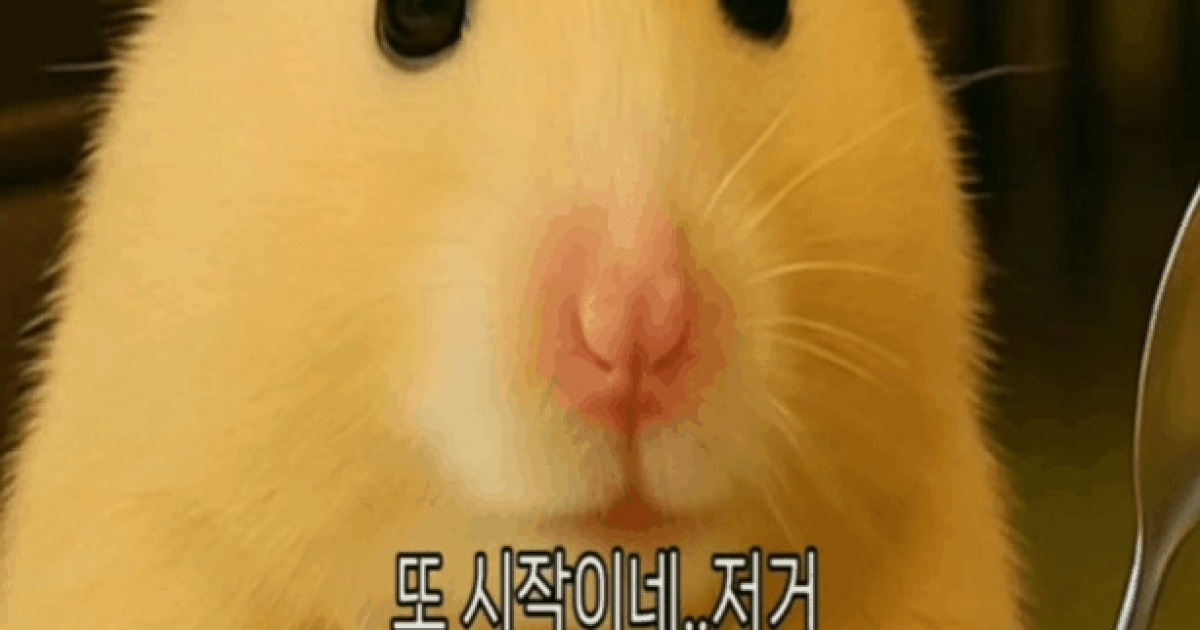 '70만 구독자' 김햄찌 키운 AI, 콘텐츠 산업 생존 공식 바꿨다…"팬덤·IP 생태계가 좌우"