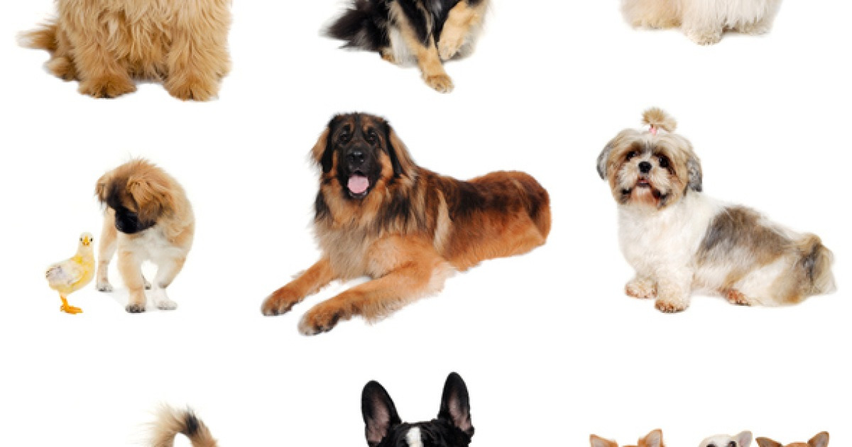 South Korea Launches National Pet Disease Research and Collaborative Network