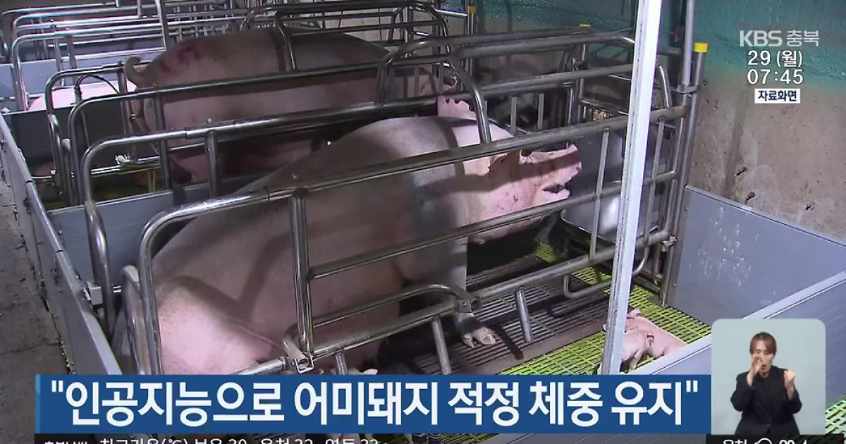 “인공지능으로 어미돼지 적정 체중 유지”