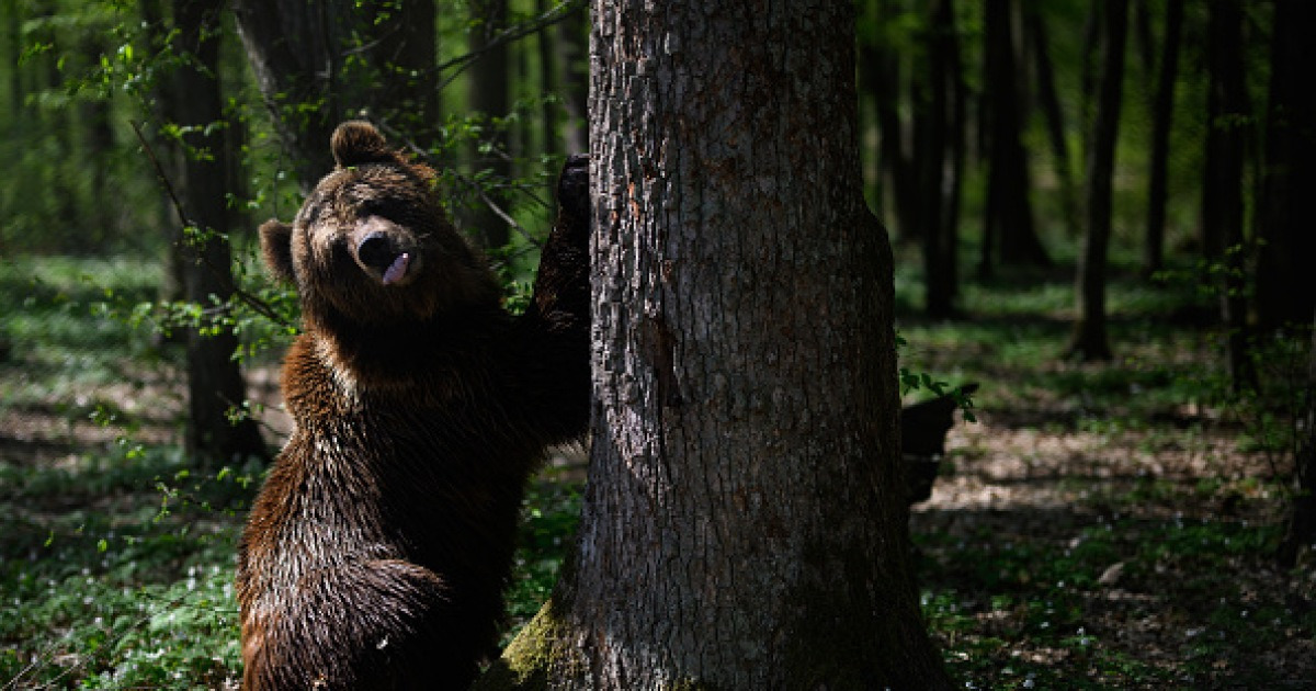 ‘와 이게 실화냐?’ J1리그 니가타 훈련장에 곰 출현주의보…축구팬들 견학 금지