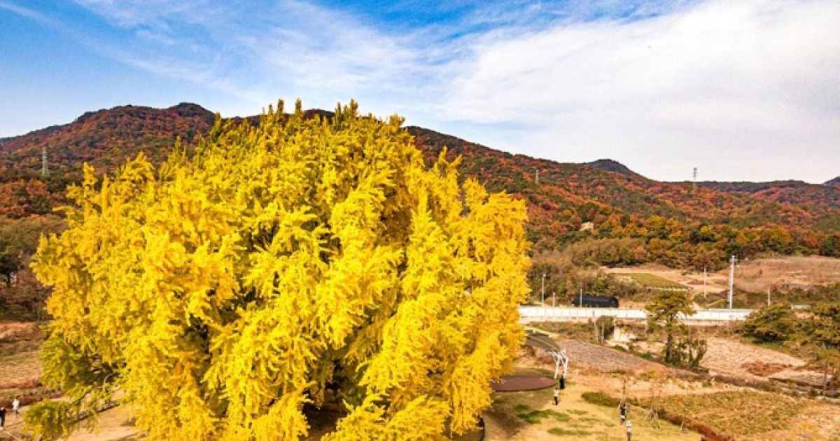 원주 반계리 은행나무 가을 전경