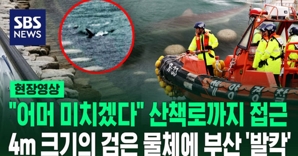 상어