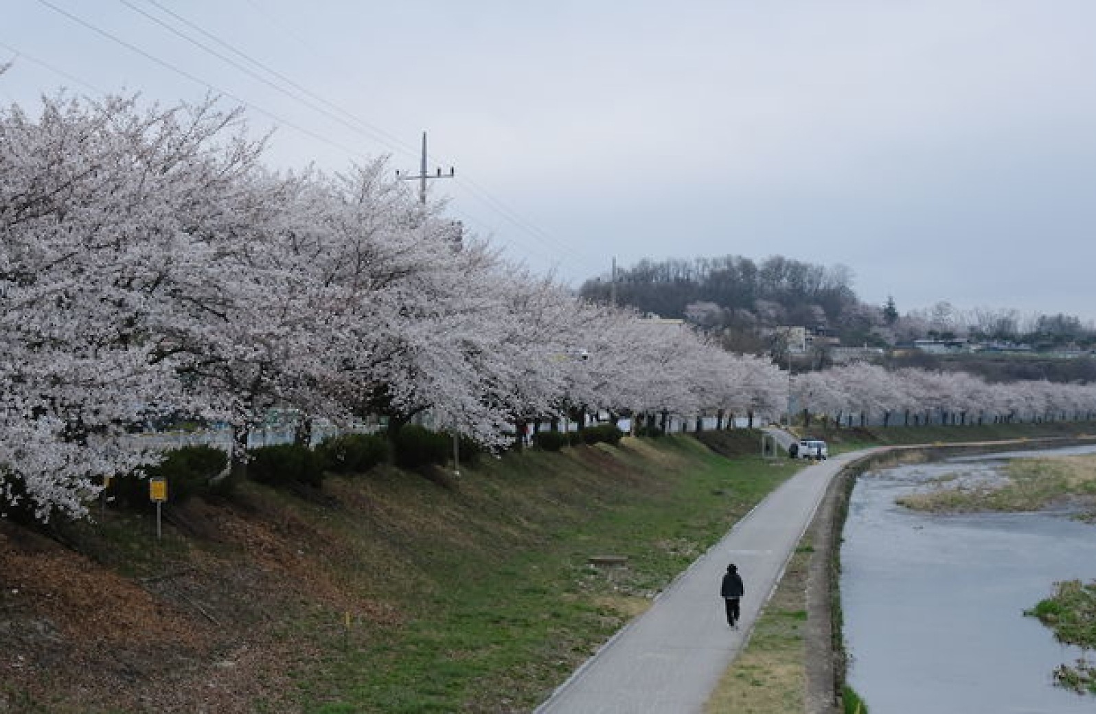 [뉴시스앵글]봄을 터뜨리다… 벚꽃 가득한 영동천