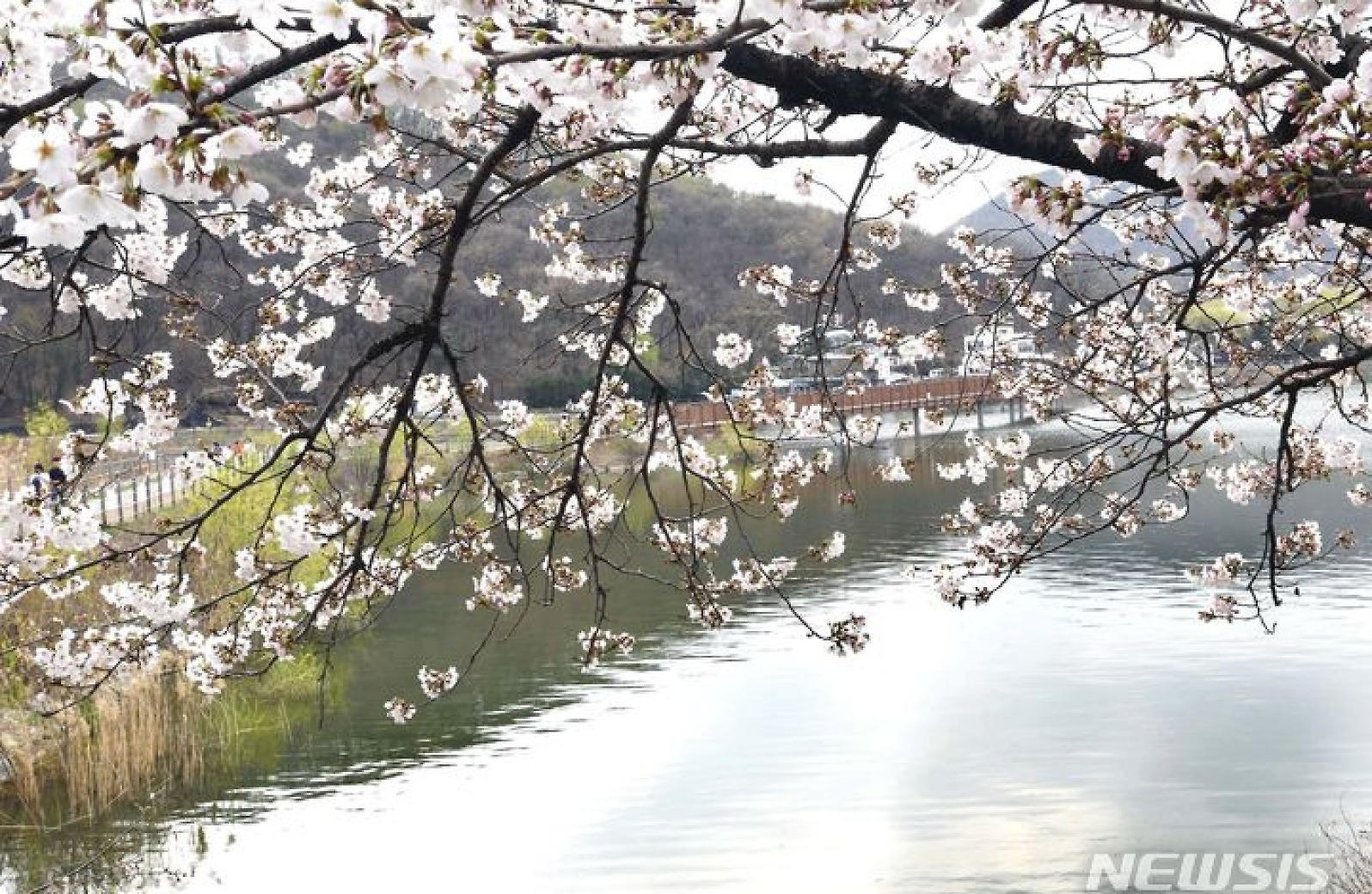 [뉴시스 앵글]시흥은 온통 ‘봄·봄·봄’…봄꽃 향기 가득