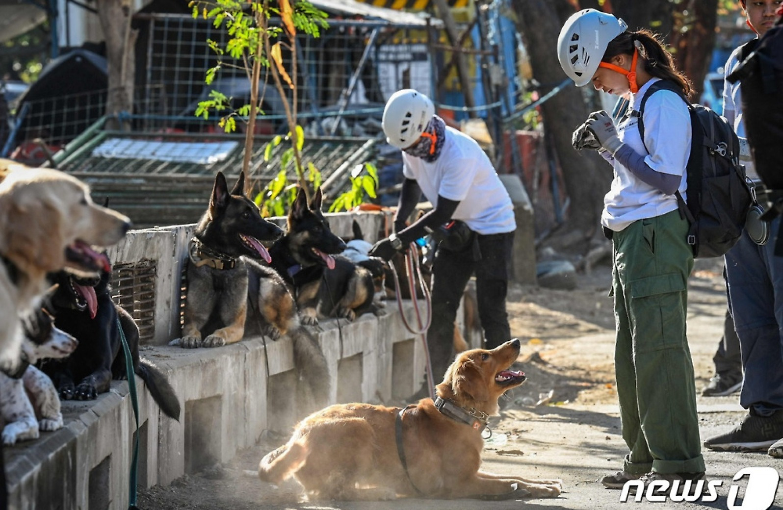 [포토] 수색 및 구조 훈련 받는 필리핀 강아지들