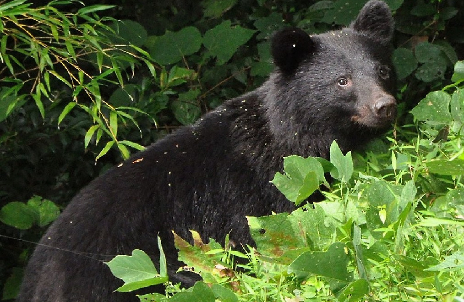 일본에서 포획 허용된 곰