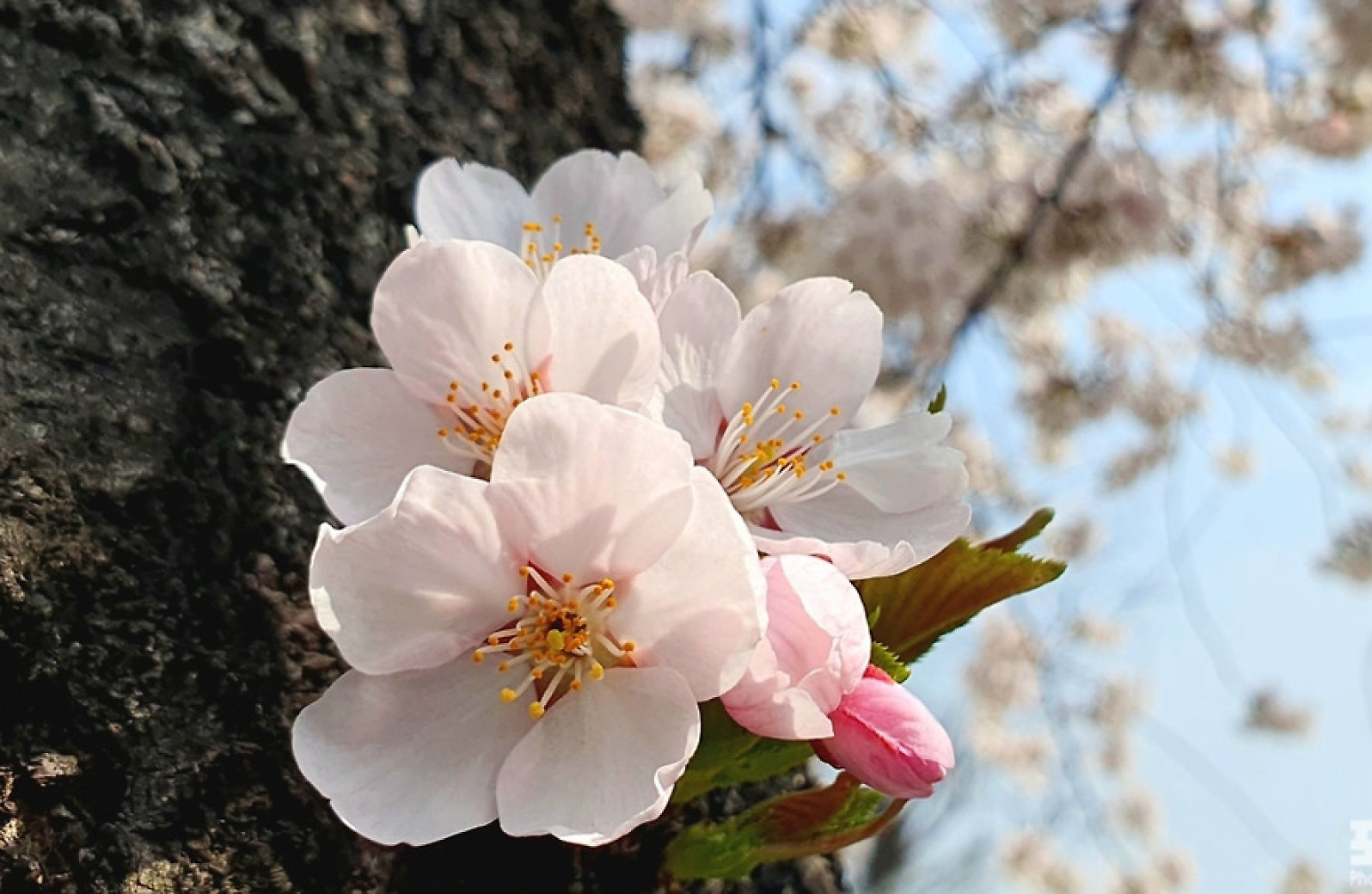 [포토친구] 봄 봄 봄