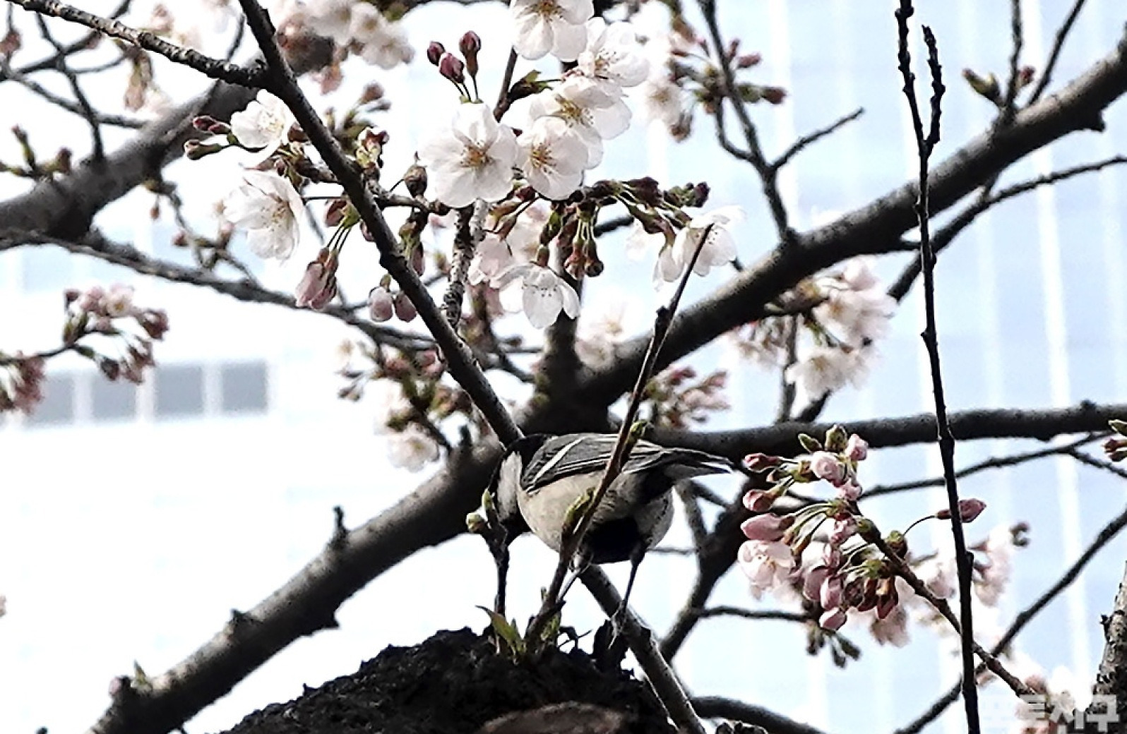 [포토친구] 벚나무 위의 박새