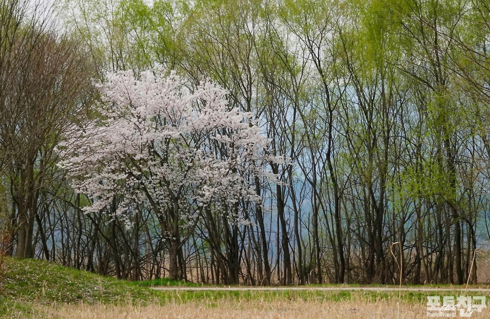 [포토친구] 팔당물안개공원의 벚꽃