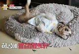 17살 노령견 시츄 보호자 "1년 전 치매 판정, 기억 잃을까 두려워" 눈물