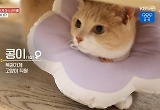 "백혈병 투병 중 만난 인연" 월드컵 문어 뺨치는 부산 복권방 고양이
