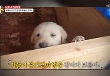 '동물티비' 유기견이 낳은 새끼 강아지, 한옥집 터줏대감 된 사연