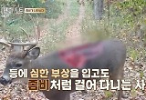 '다빈치노트' 좀비 사슴병 걸린 사슴 "사람이 먹으면?" 섬뜩 
