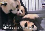 '강바오' 강철원 "작성한 일기장 41권, 푸바오 탄생날 너무 기뻐 눈물" 