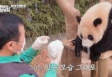 '최종화' 강바오, 눈물의 이별 편지 "할부지의 영원한 아기 판다" 