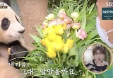 "中반환=내년초 확정"..'푸바오와 할부지' 그 마지막 이야기 