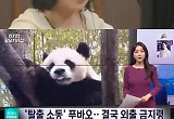 '푸바오 tv' 안방극장 따뜻하게 비춘 판다 이야기 