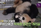 푸바오 검역실 격리생활 공개 “방역복 낯설어 해” 