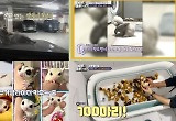 '동물은 훌륭하다' 장도연 홀린 해달…치명적 귀여움